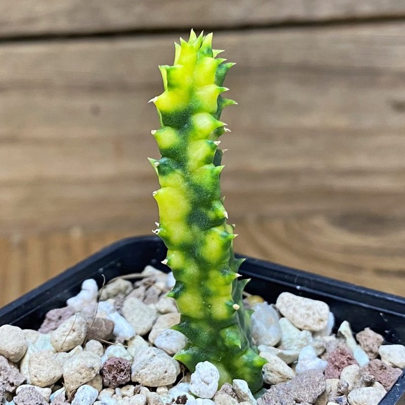 SH26485 Huernia zebrina f. variegata