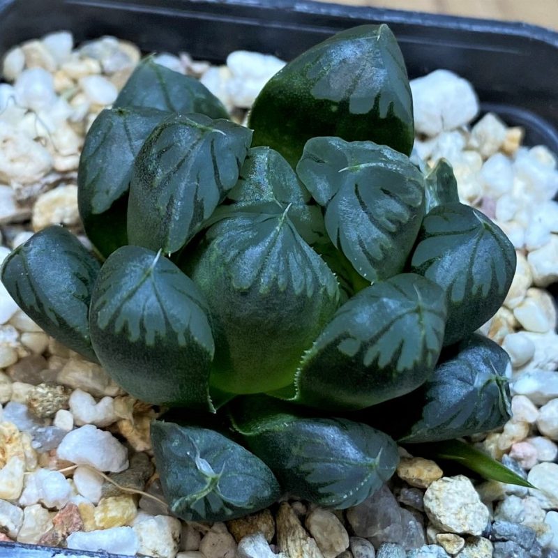 SH26489 Haworthia obtusa 'Black star'