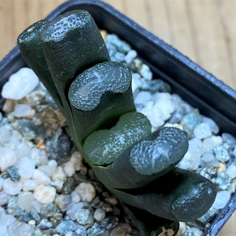 SH26490 Haworthia truncata -Japan-