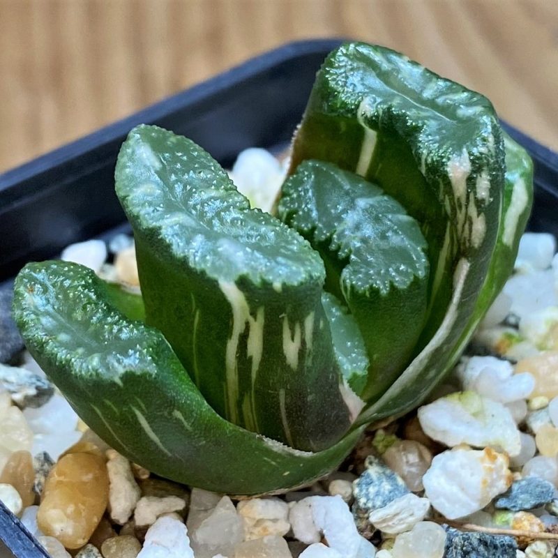 SH26492 Haworthia truncata f. variegata -Japan-