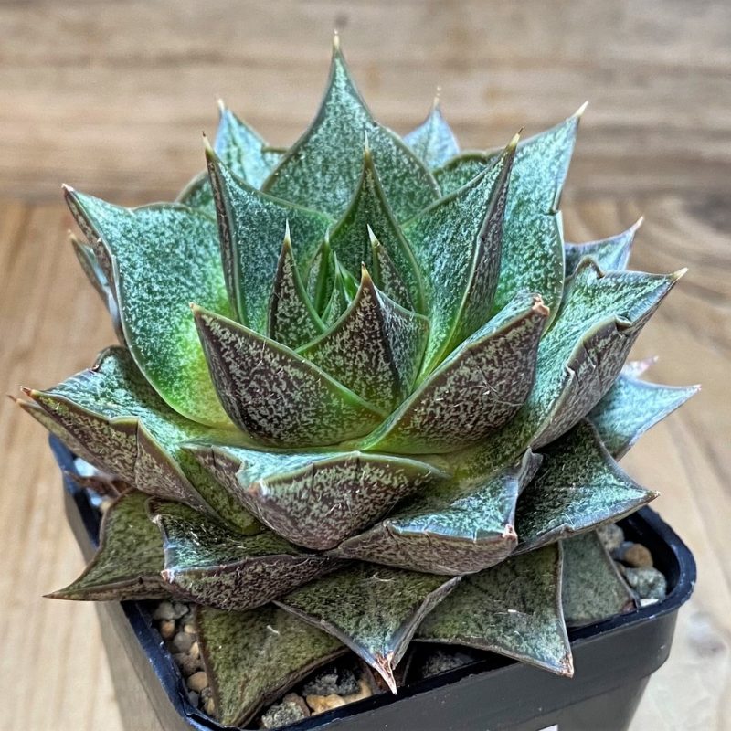 SH26495 Echeveria purpusorum