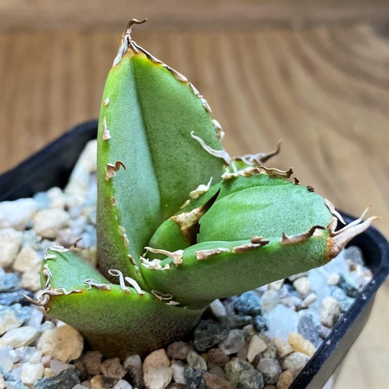 SH26496 Agave titanota 'White Thorusel'