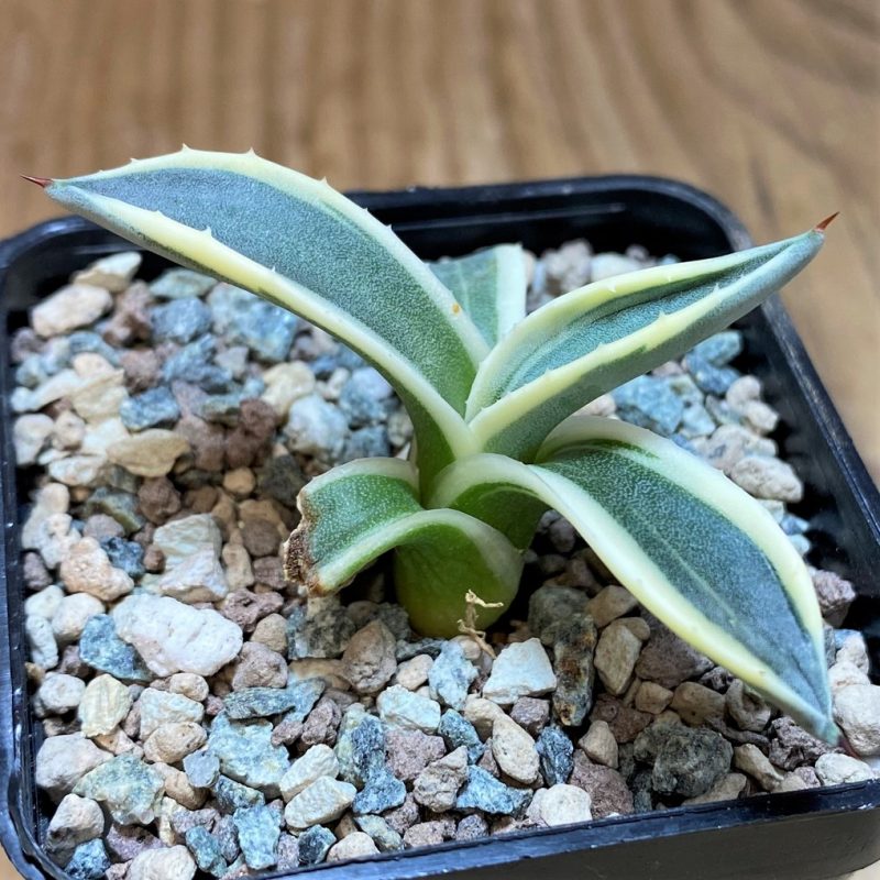SH26497 Agave patonii f. variegata