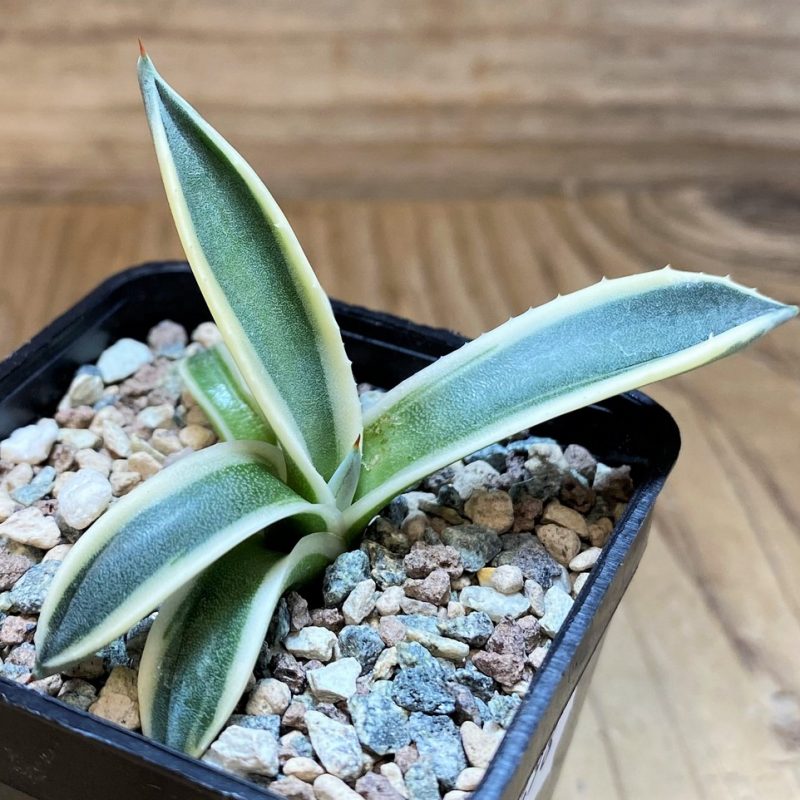 SH26498 Agave patonii f. variegata