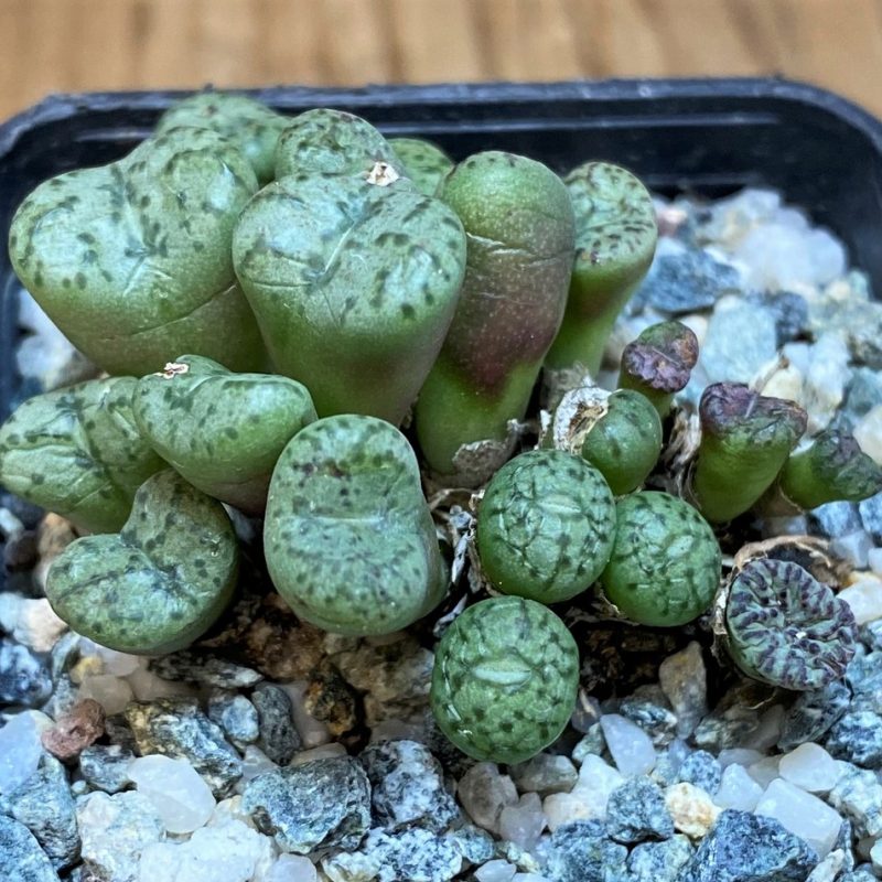 SH26678 Conophytum obcordellum mix, seedling