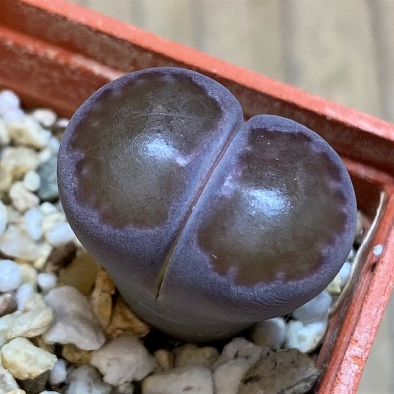 SH26724 Lithops salicola 'Sato's Violet'