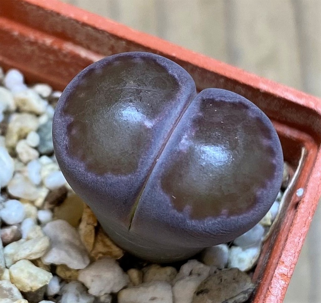 SH26724 Lithops salicola 'Sato's Violet'