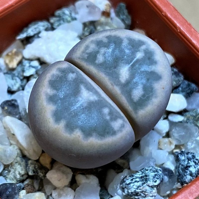 SH26725 Lithops marmorata