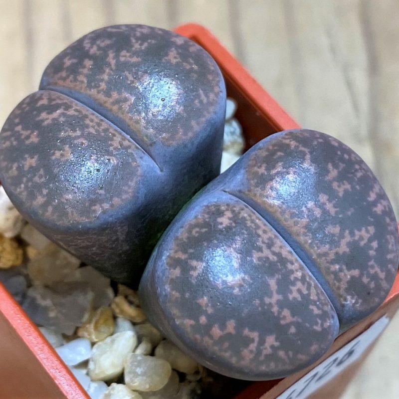 SH26726 Lithops lesliei f. grey SH1652