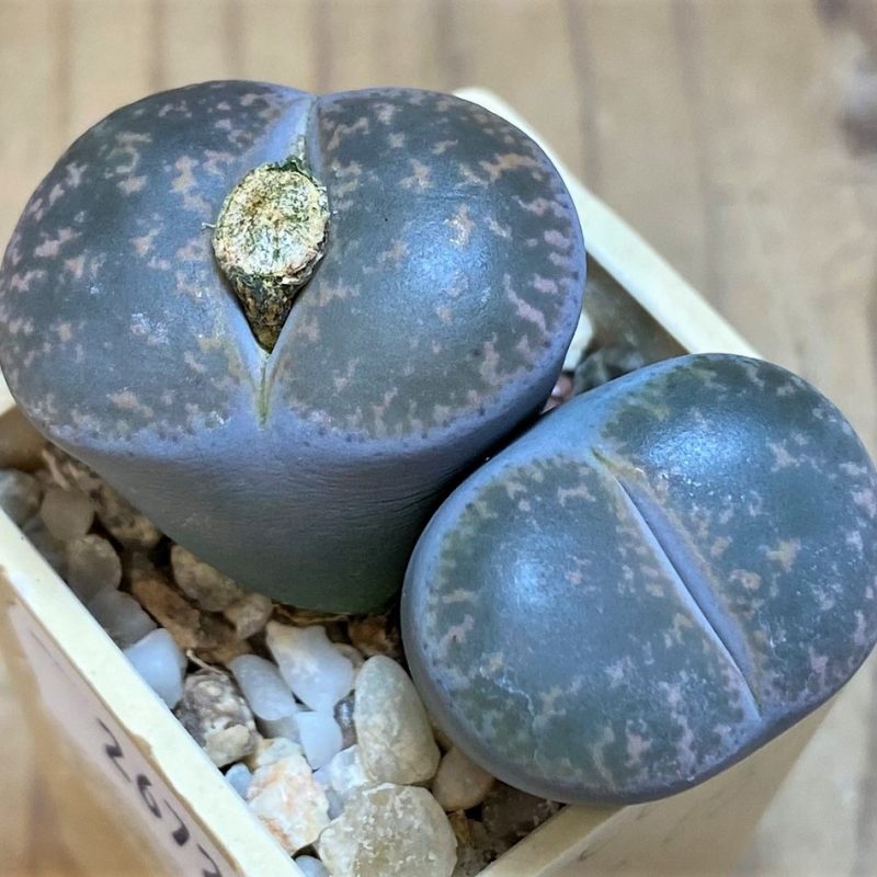 SH26727 Lithops lesliei -Pietersburg- SH1627
