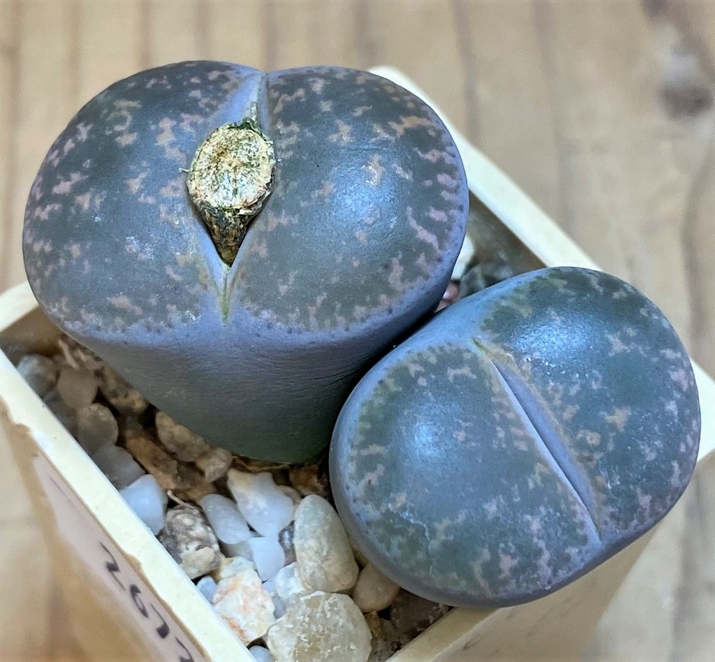 SH26727 Lithops lesliei -Pietersburg- SH1627