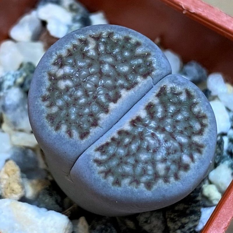 SH26728 Lithops halii