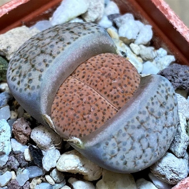 SH26729 Lithops fulviceps v. lactinea