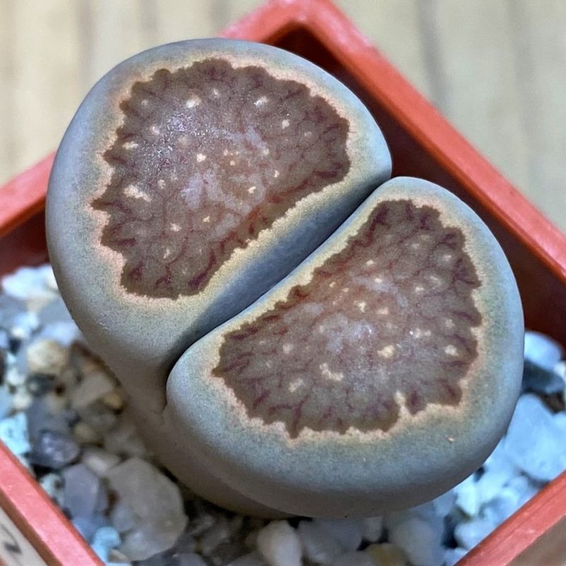 SH26730 Lithops julii 'Kikushogiyoku' hybrid