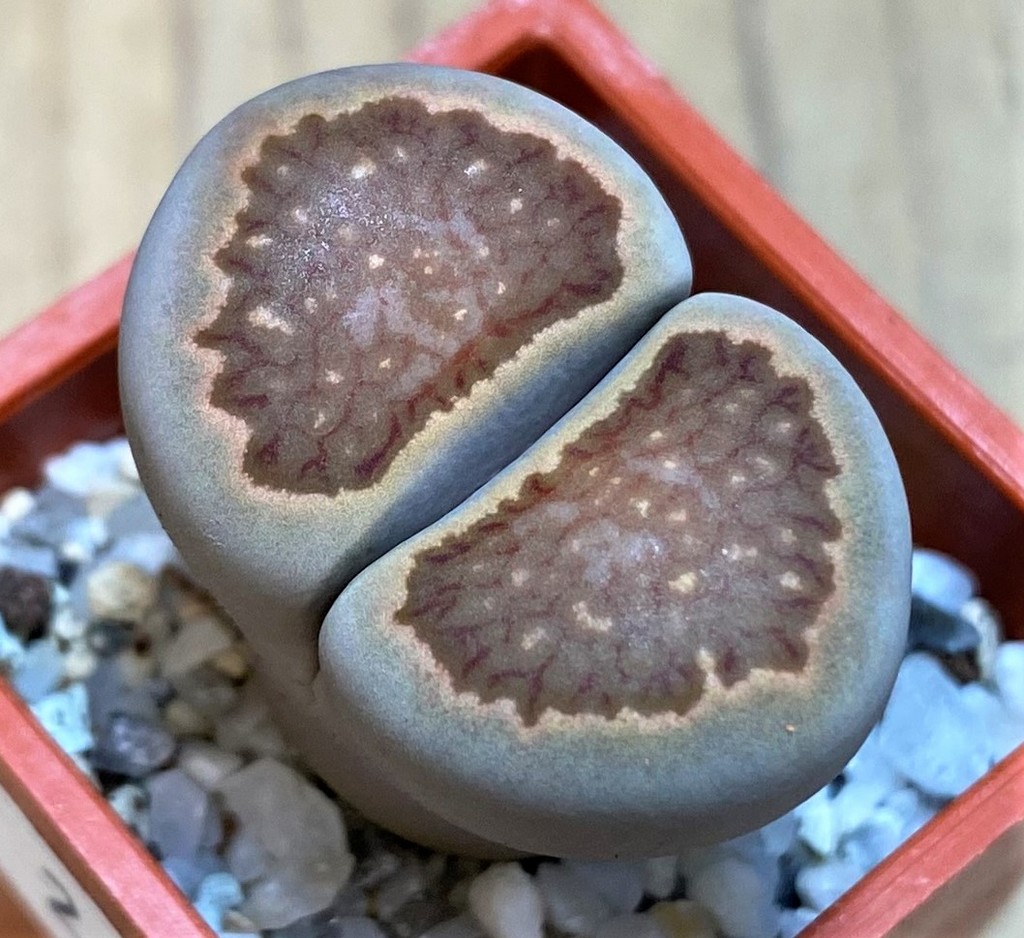 SH26730 Lithops julii 'Kikushogiyoku' hybrid