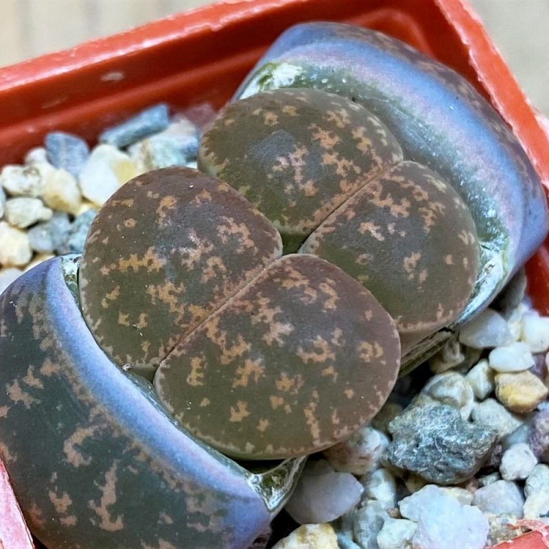 SH26731 Lithops lesliei