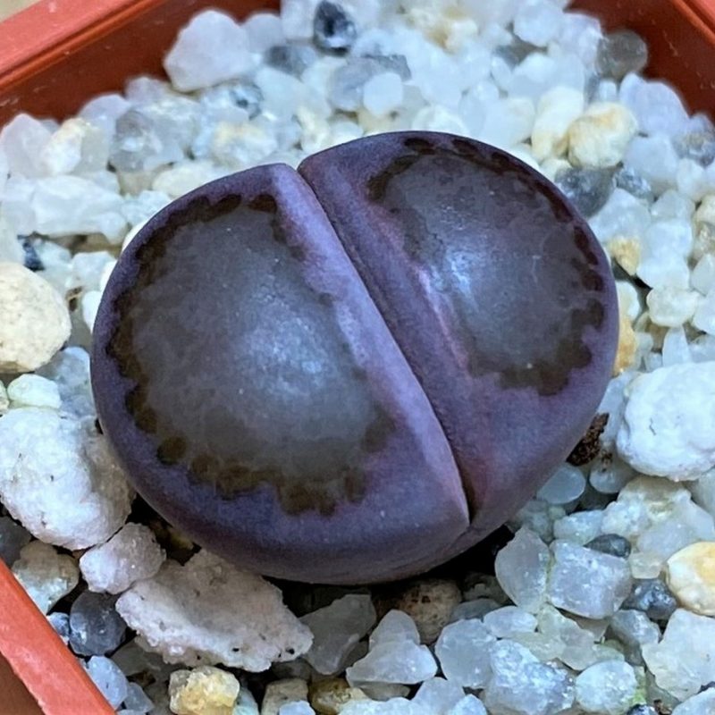 SH26732 Lithops salicola 'Sato's Violet'