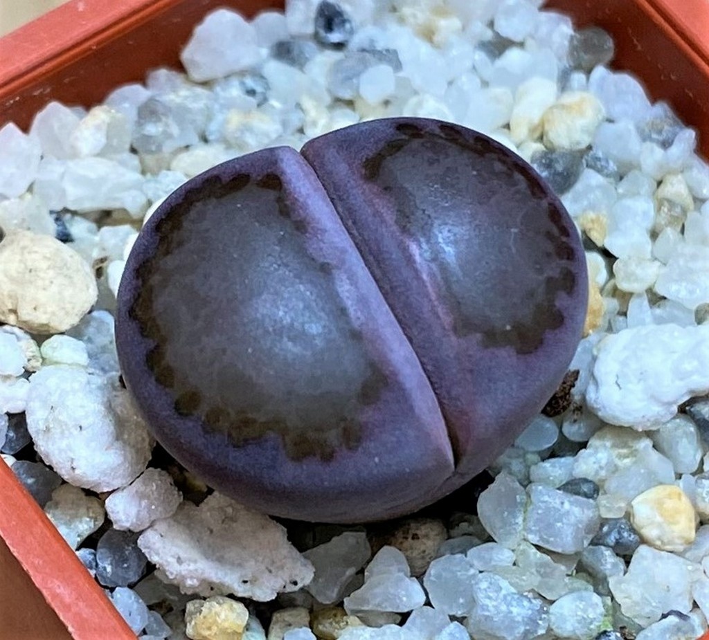 SH26732 Lithops salicola 'Sato's Violet'