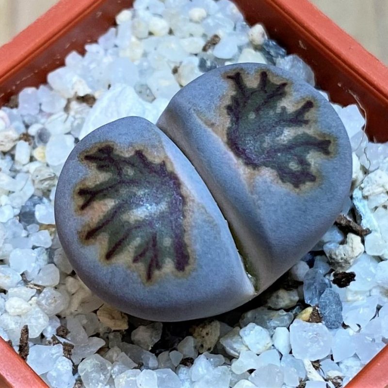 SH26733 Lithops julii 'Kikushogiyoku' hybrid