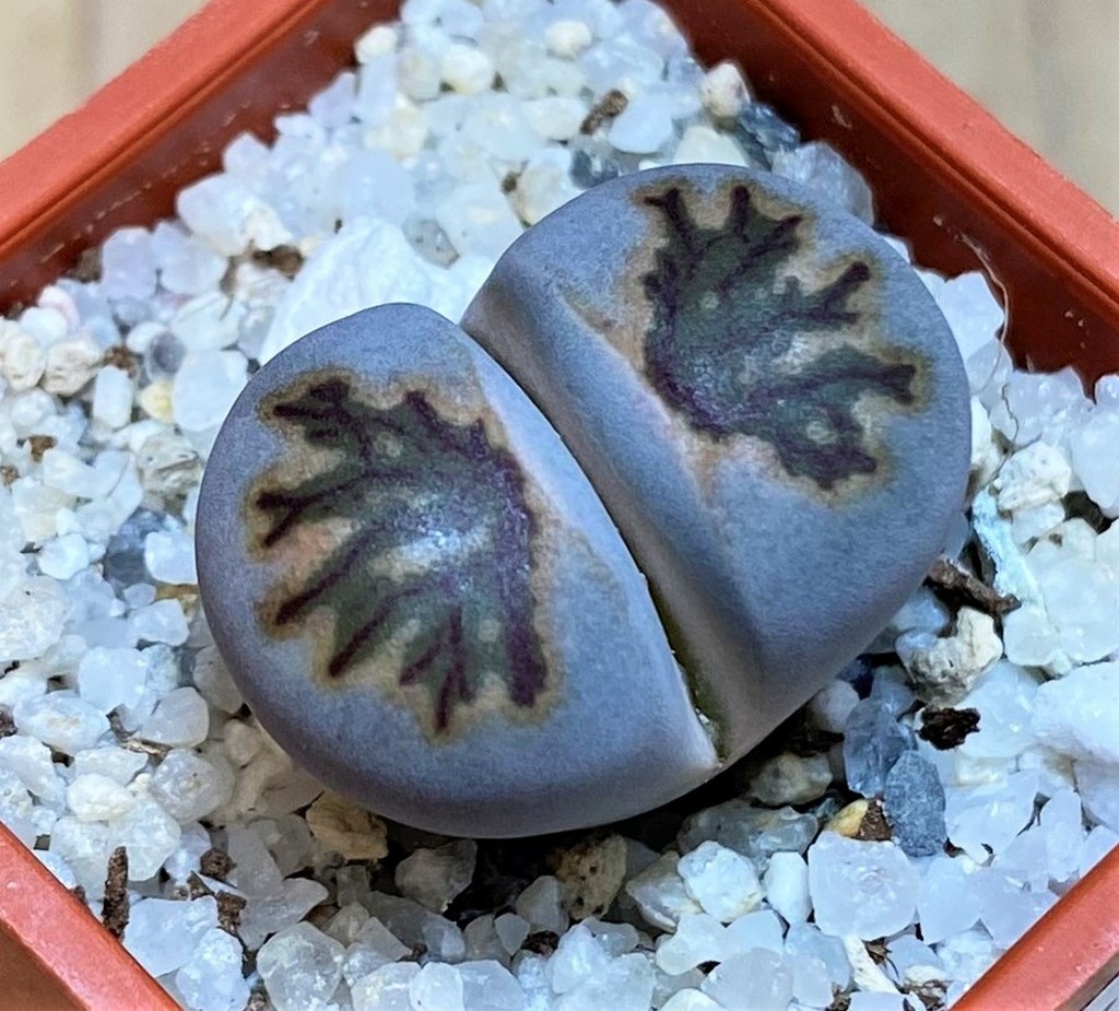 SH26733 Lithops julii 'Kikushogiyoku' hybrid