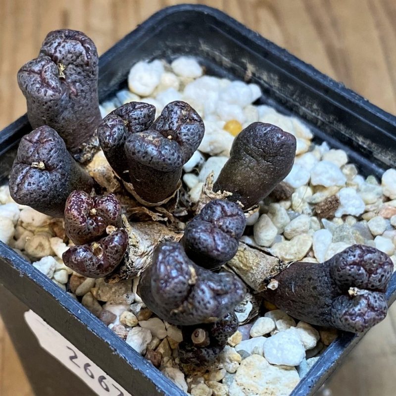 SH26679 Conophytum pellucidum