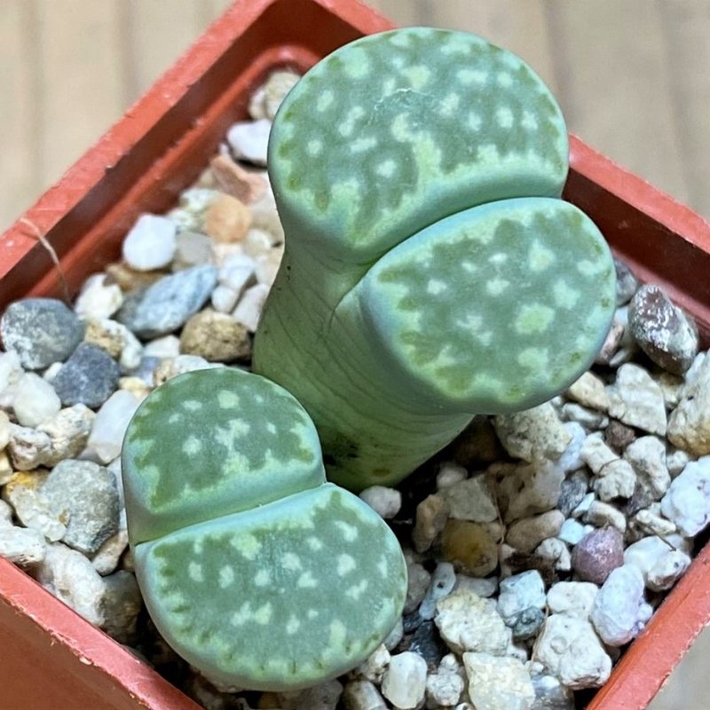 SH26734 Lithops julii v. fulleri 'Fuller Green'