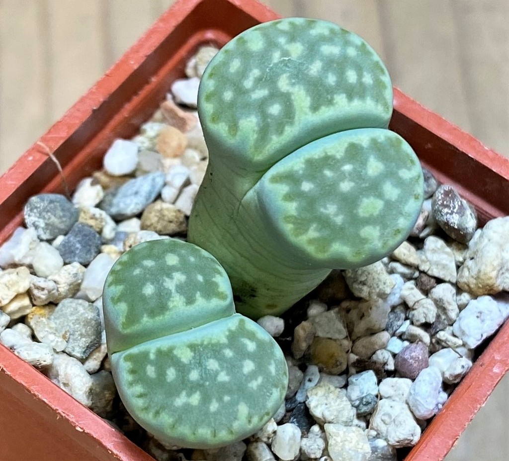 SH26734 Lithops julii v. fulleri 'Fuller Green'