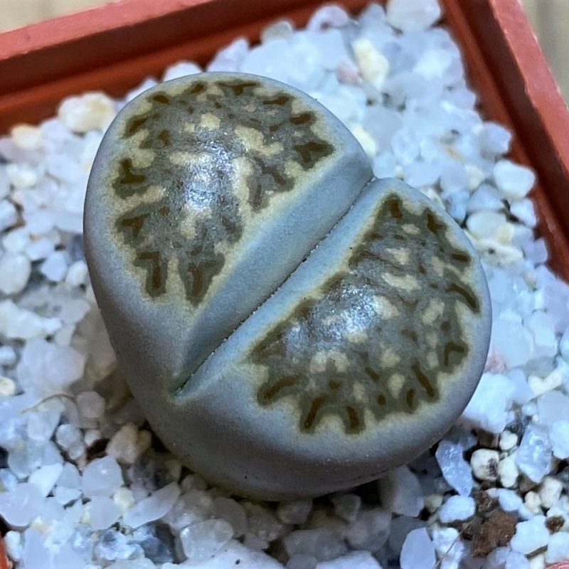 SH26735 Lithops julii ssp. fulleri v. brunnea C 179