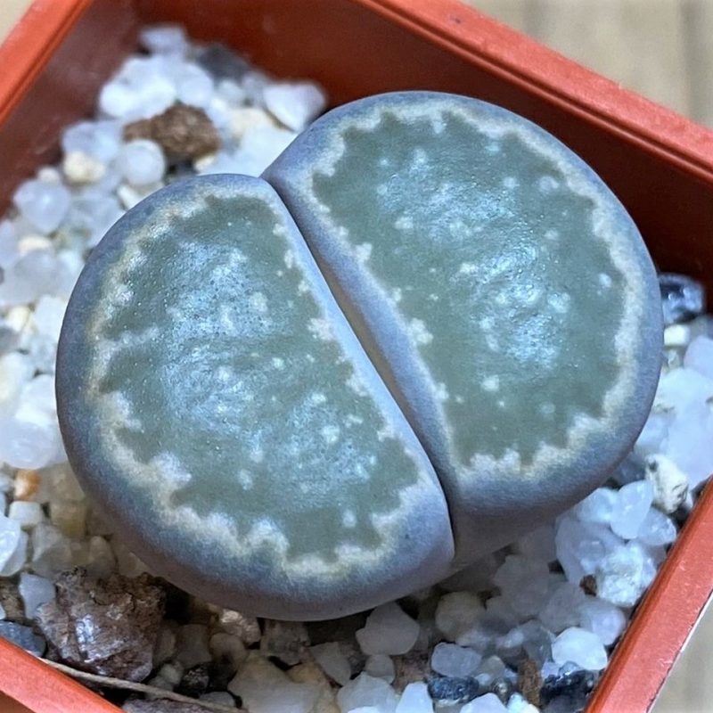 SH26736 Lithops salicola
