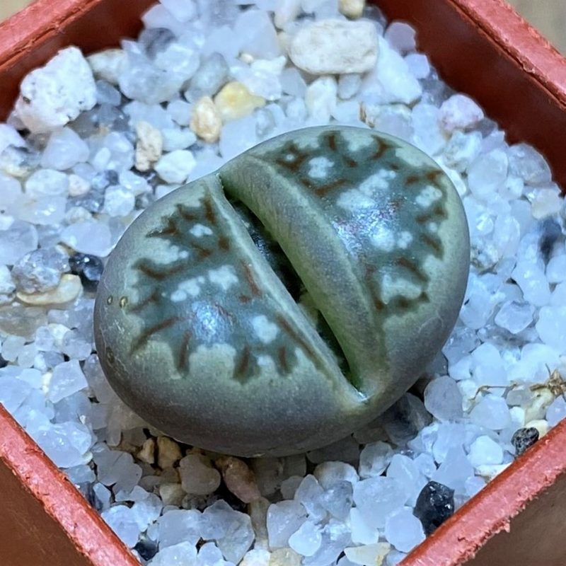 SH26738 Lithops dorotheae