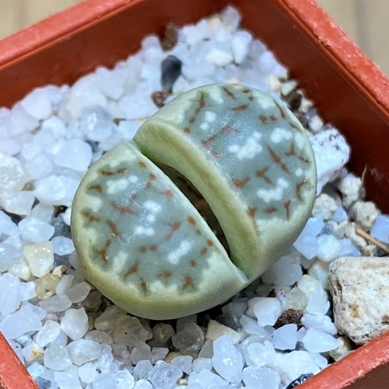 SH26739 Lithops dorotheae