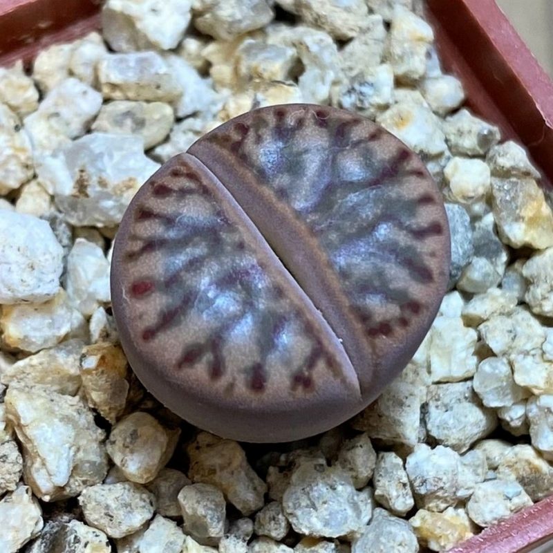 SH26741 Lithops bromfieldii 'Coral'
