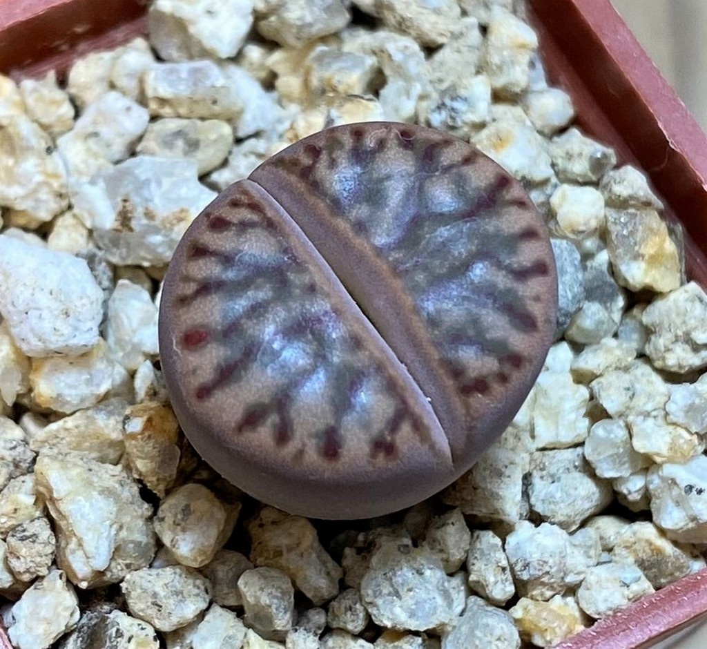 SH26741 Lithops bromfieldii 'Coral'