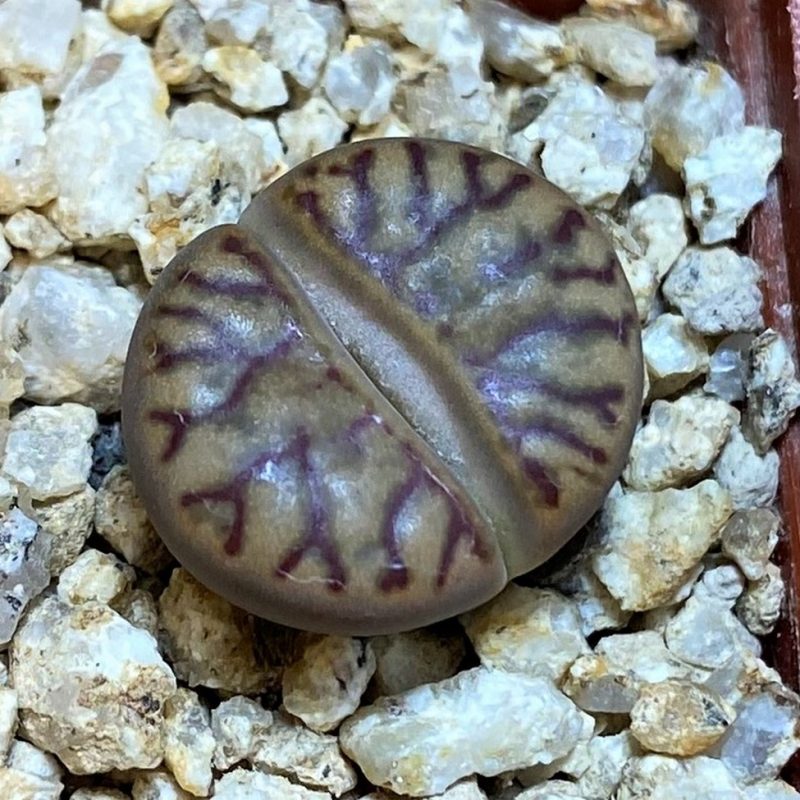 SH26742 Lithops bromfieldii 'Coral'