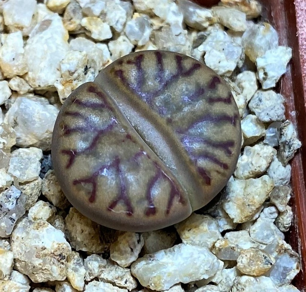 SH26742 Lithops bromfieldii 'Coral'