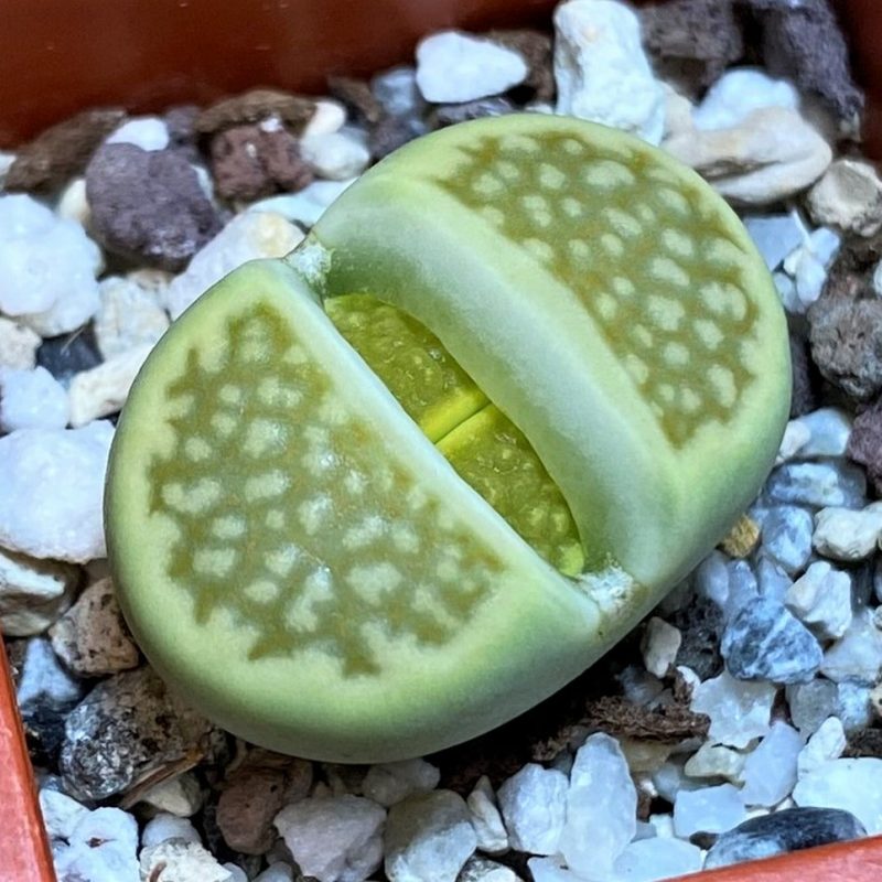 SH26743 Lithops hallii ochracea 'Green Soapstone'