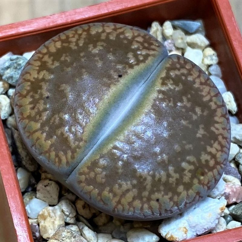 SH26744 Lithops aucampiae