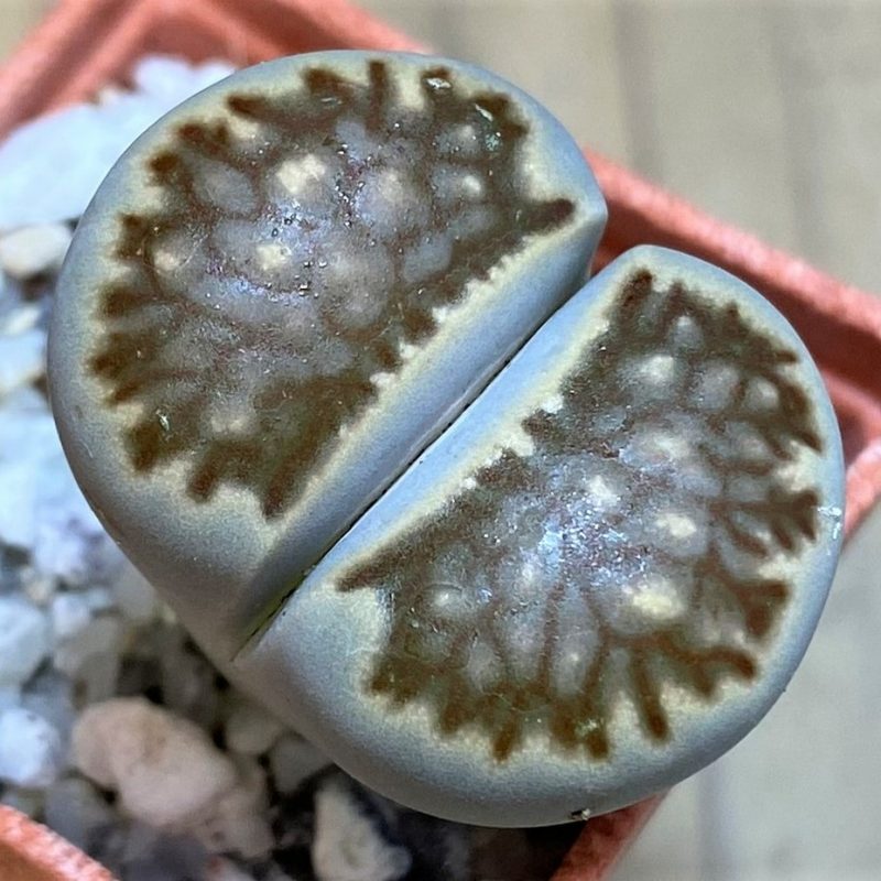 SH26745 Lithops julii ‘Kikushogiyoku’ hybrid