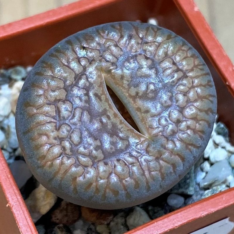 SH26746 Lithops aucampiae ssp. euniceae