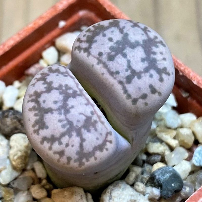 SH26748 Lithops 'Talisman' F2