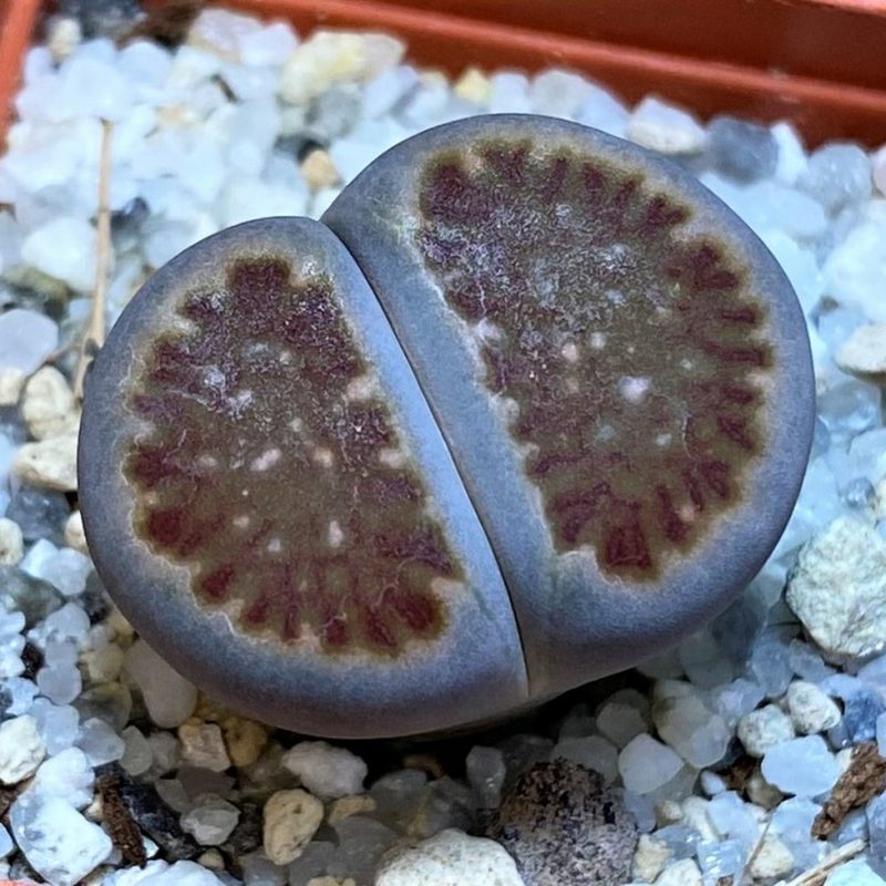 SH26749 Lithops julii ‘Kikushogiyoku’ hybrid