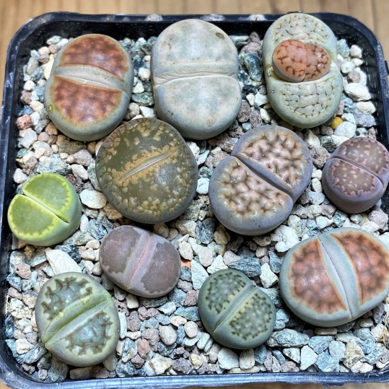 SH26750 Lithops mix
