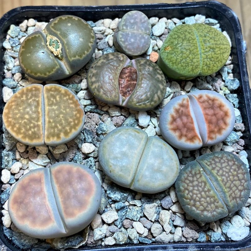 SH26751 Lithops mix