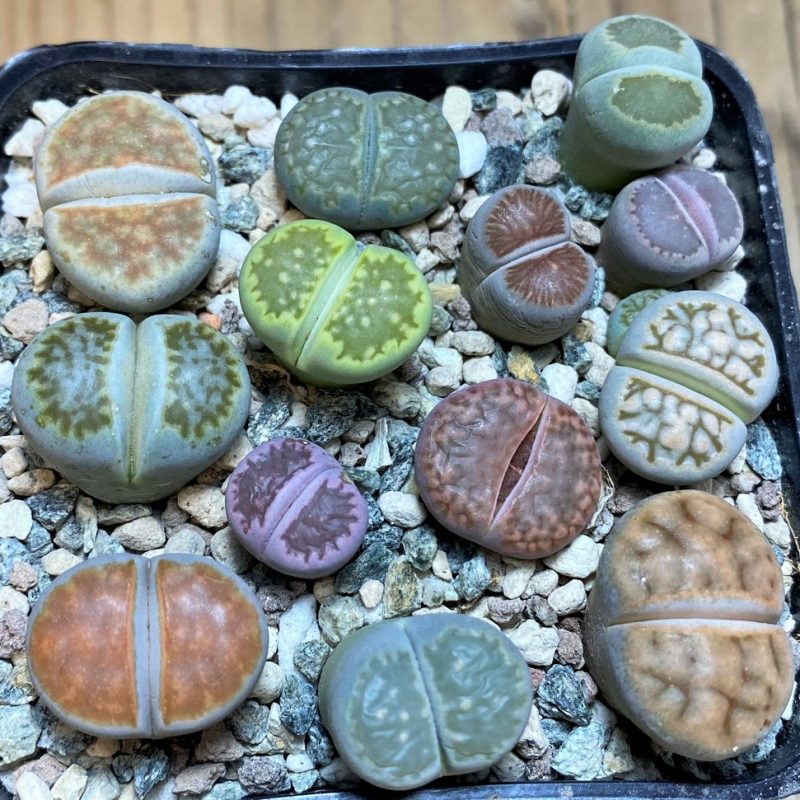 SH26752 Lithops mix