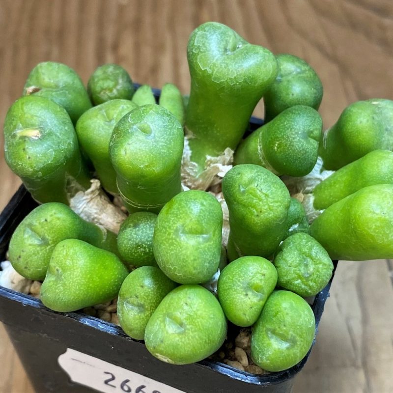 SH26681 Conophytum sp.