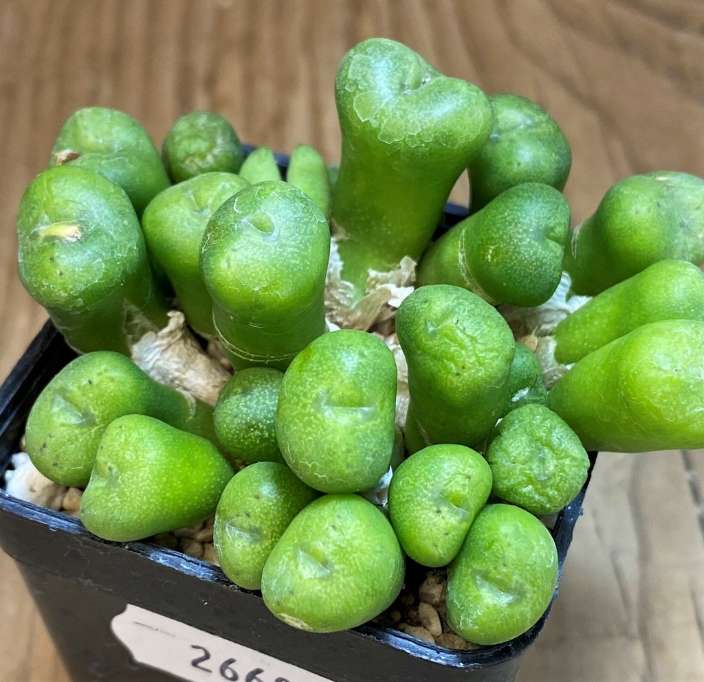 SH26681 Conophytum sp.