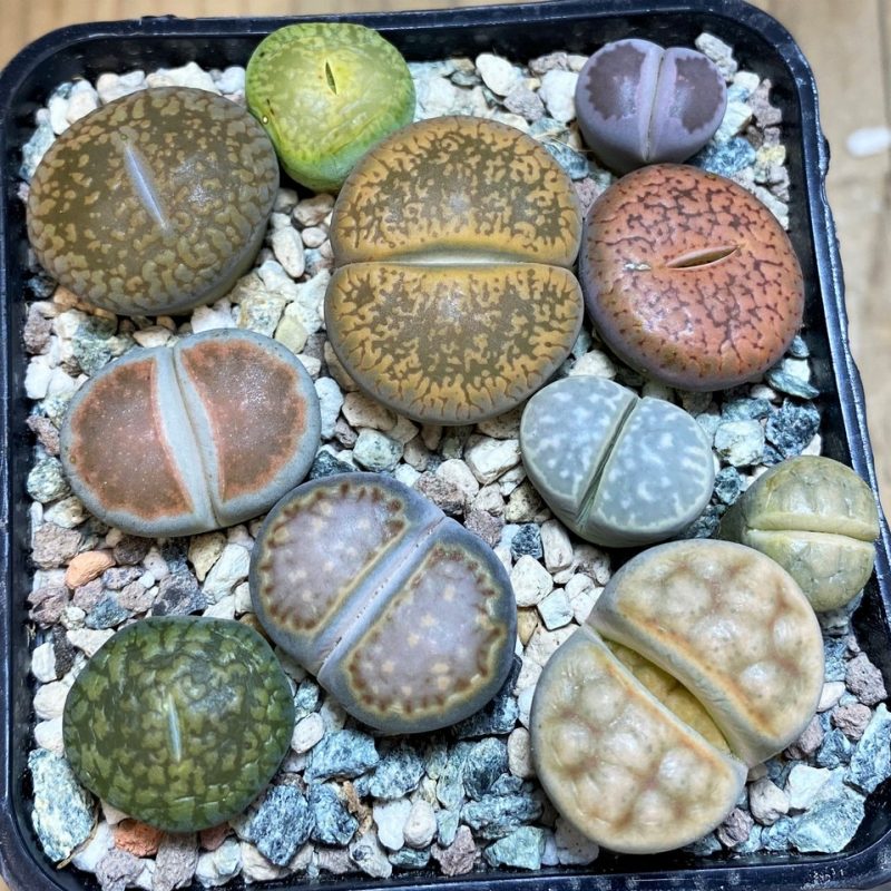 SH26754 Lithops mix