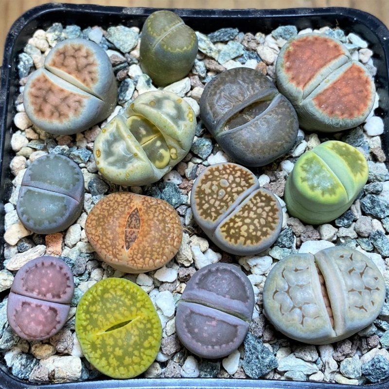 SH26755 Lithops mix