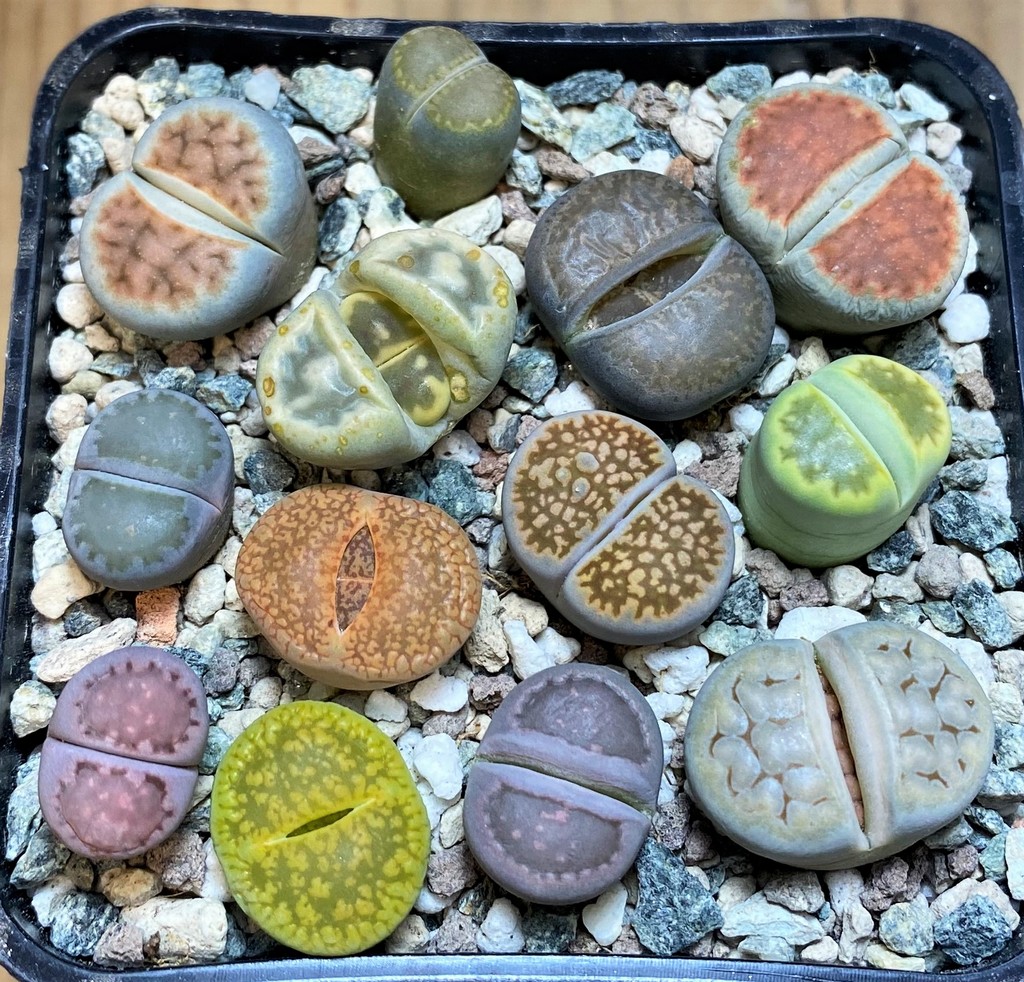 SH26755 Lithops mix