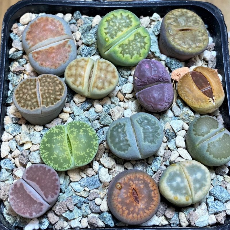 SH26756 Lithops mix